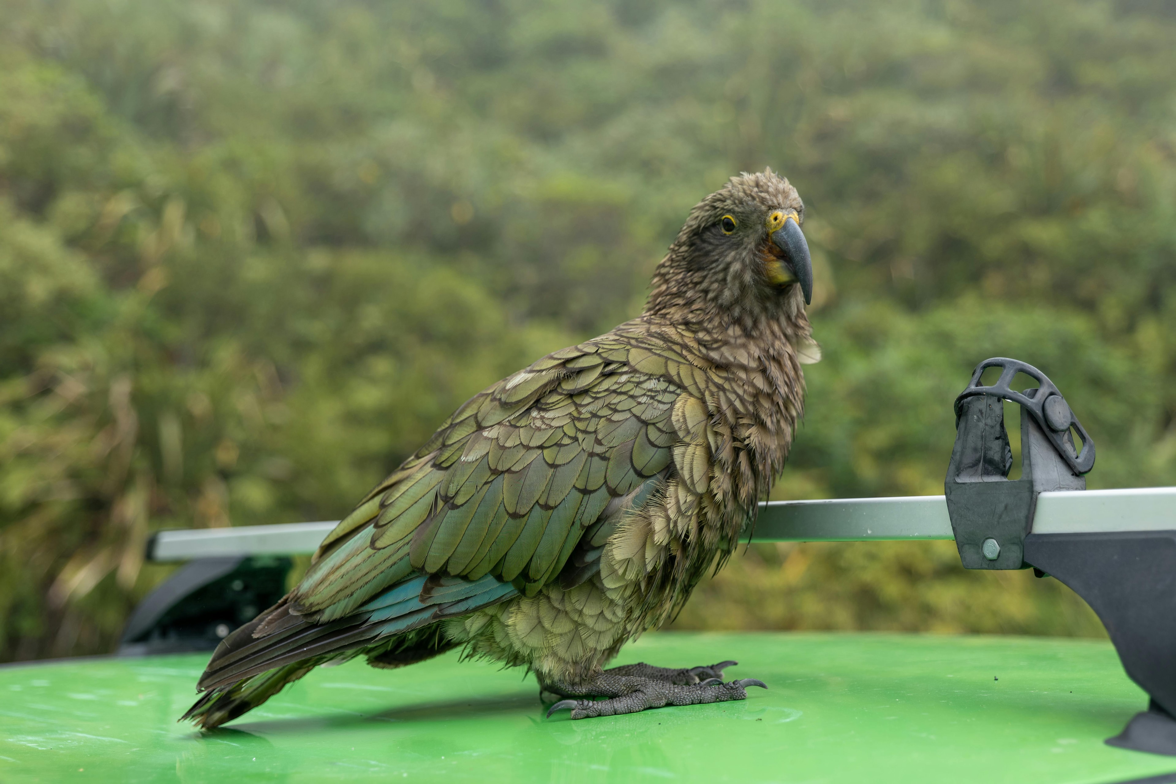 Kea bird native to New Zealand - Get Self Contained NZ self-contained vehicle inspection service in Wanaka
